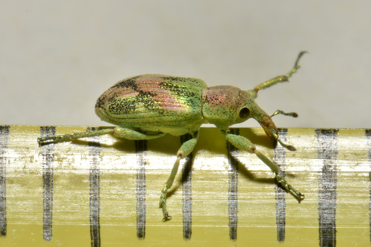 Curculionidae: Coniatus suavis? Sì.